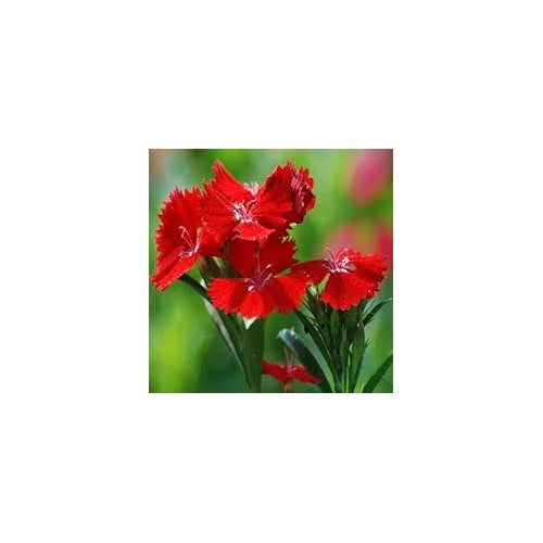 Blue Rare Carnation Plants Dianthus Caryophyllus Planting Indoor And Outdoor Gardens Flower [neera-v5-58a732558acac7d8ac13]