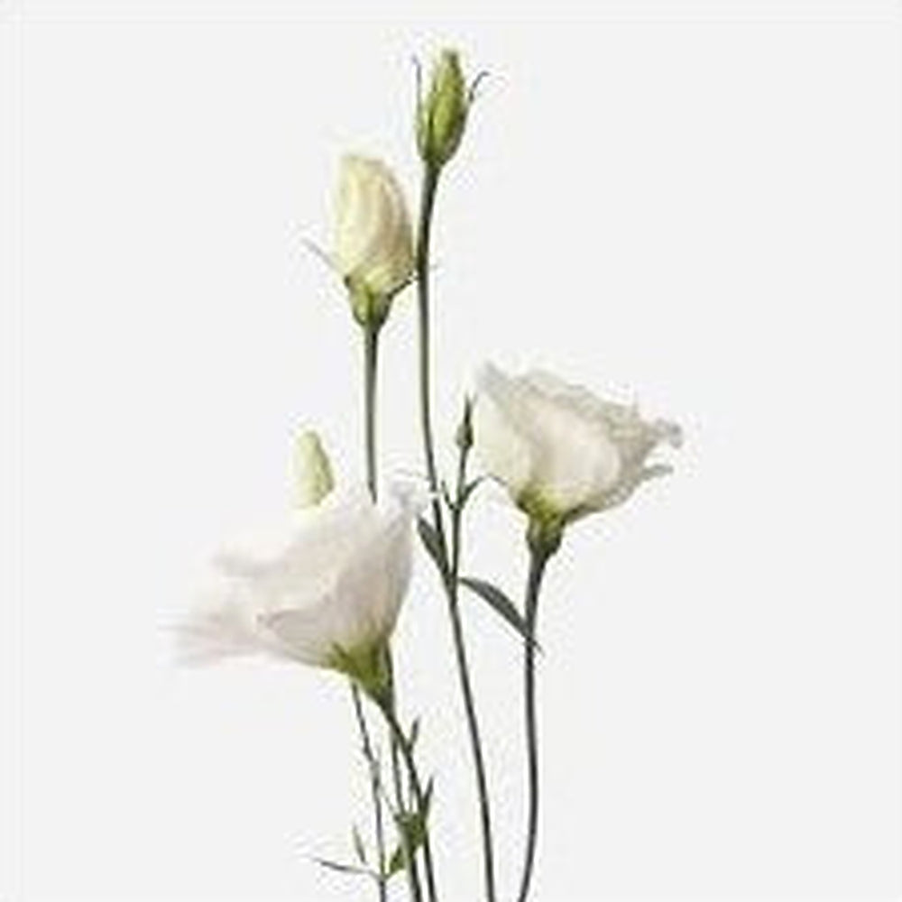 White Lisianthus Echo Flower Seeds for Planting [neera-v5-58b2ecf58e42778fa28d]