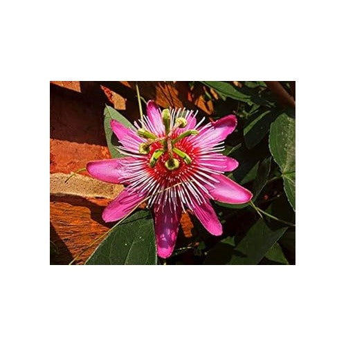 Pink Passion Flower Seeds [neera-v5-58ba6a9313b0b4fa2905]