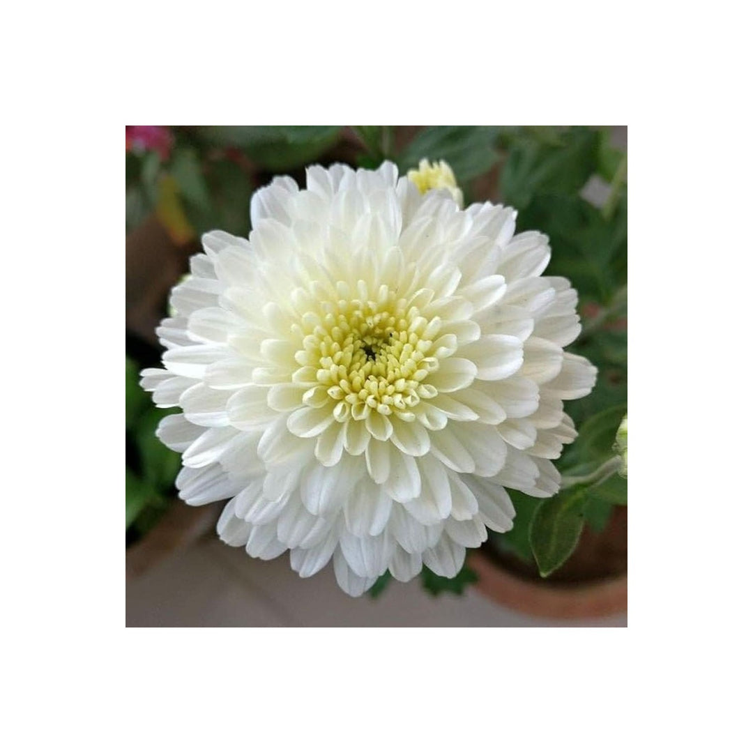 Chrysanthemum Chrysanthemum Morifolium Flower For Planting In Backyard Garden Flower Seeds for Home [neera-v5-58bb68c551726c026255]