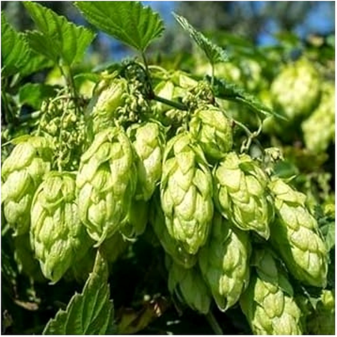 Green Hops Plant Seeds for Planting [neera-v5-58c146d487a3dd25d06e]