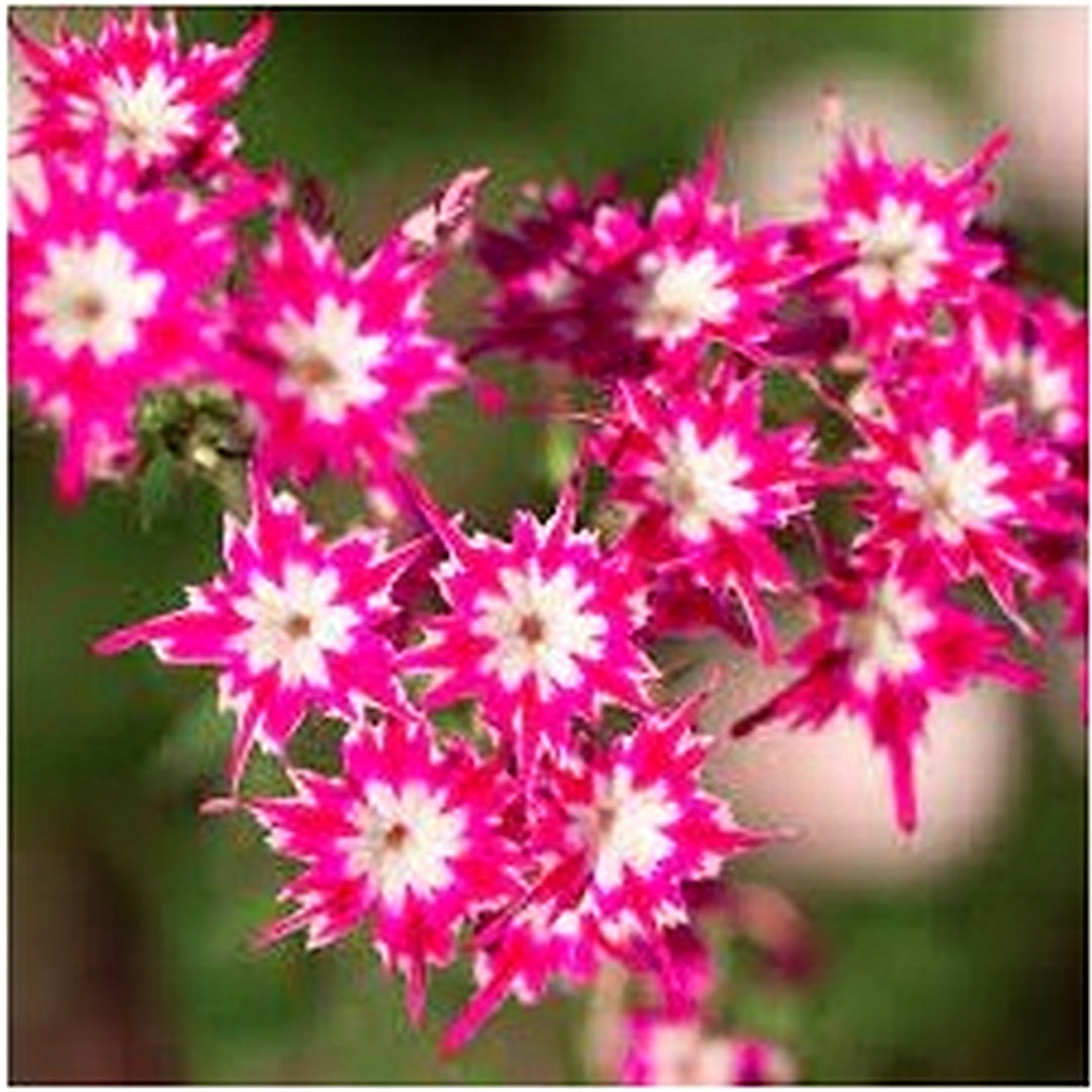 Phlox drummondii Flower Seeds for Planting [neera-v5-58c20f5e71ec6996cebf]