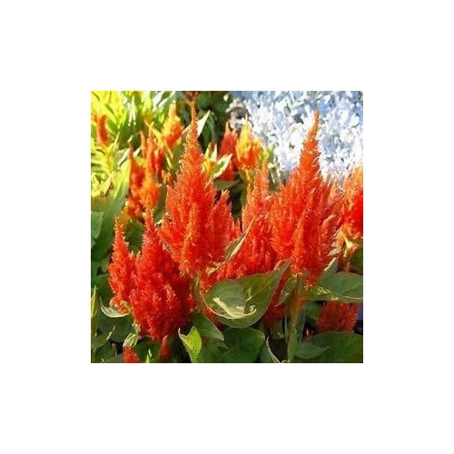 Orange Celosia Flower Seeds, Heirloom, Non-GMO Seeds for Planting [neera-v5-58c4655d6d7177780f89]