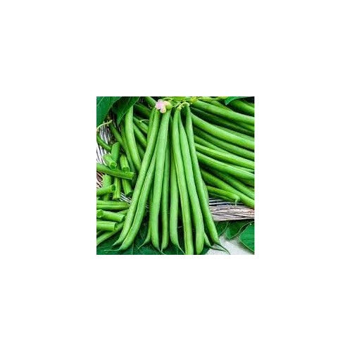 Bean Seeds for Gardening [neera-v5-58cd70e39e7ca5bbefff]