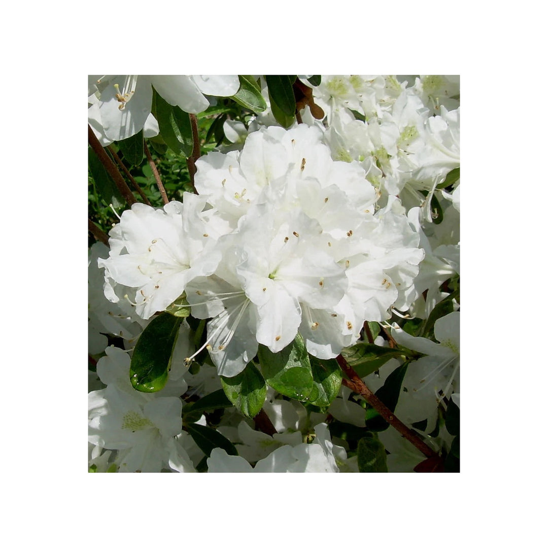 Organic Heirloom Rhododendron Plant Non Gmo Ornamental Shrub Planting Flower Seeds Home [neera-v5-58d078964e3cdb59b862]
