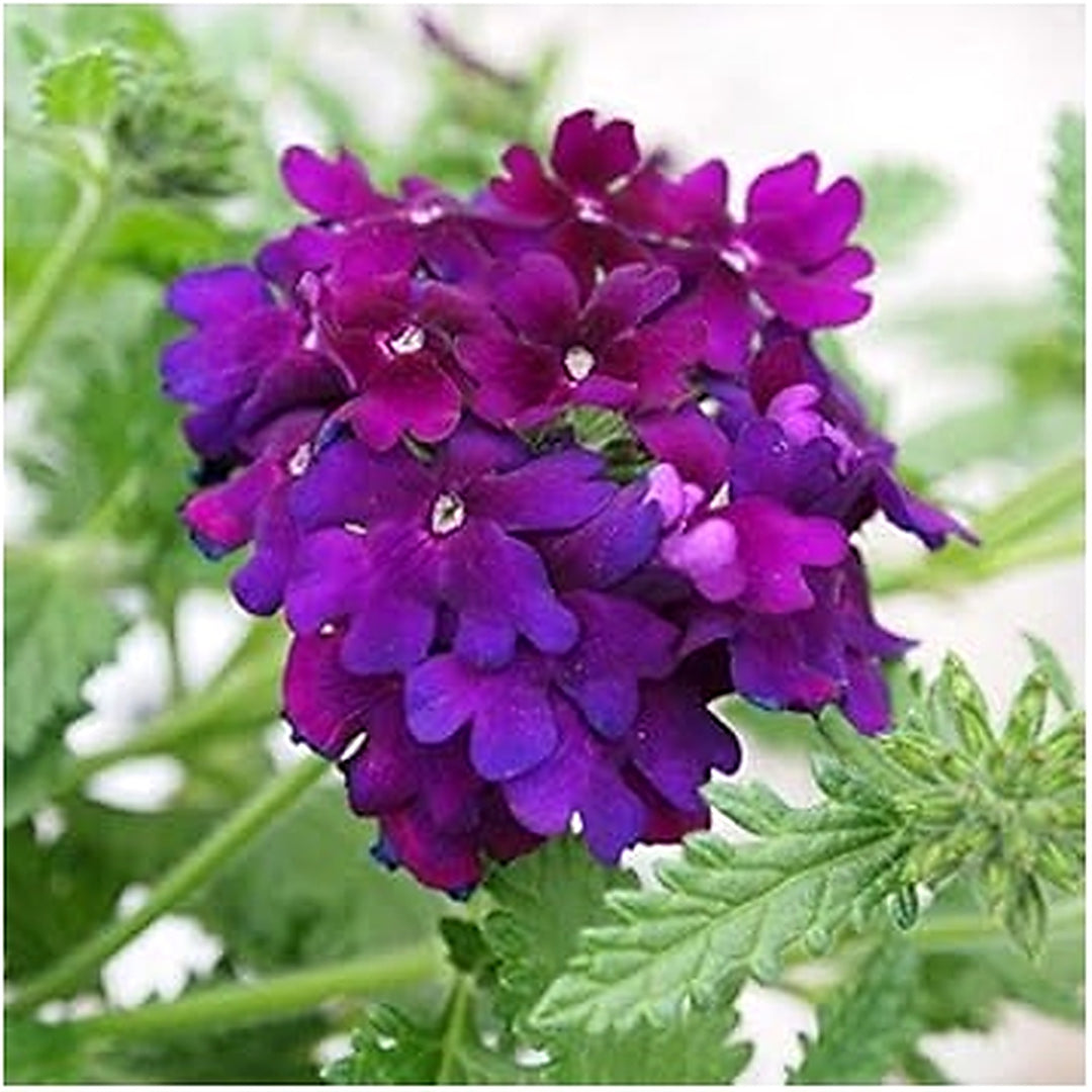 Heirloom Non-GMO Violet Verbena Flower Seeds for Planting [neera-v5-58d275b40f3bf826cbbd]