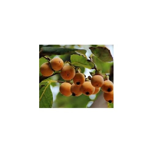 Date Plum Persimmon Fruit Tree Seeds for Planting [neera-v5-58d93d4544c80198d169]