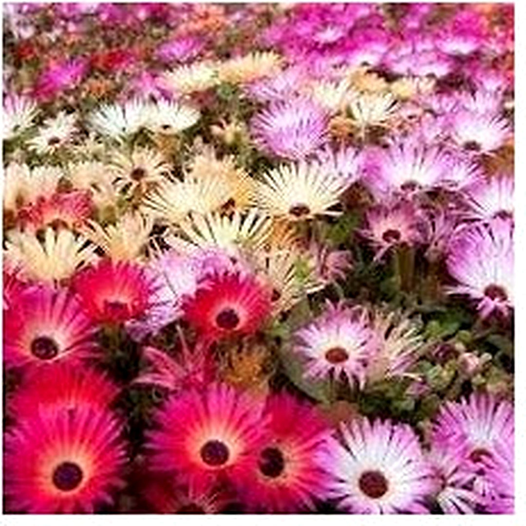 Heirloom Mesembryanthemum Flower Seeds, Non-GMO Vibrant Ice Plant Blooms for Drought-Tolerant Garden Planting [neera-v5-58db9c52a497a5395164]