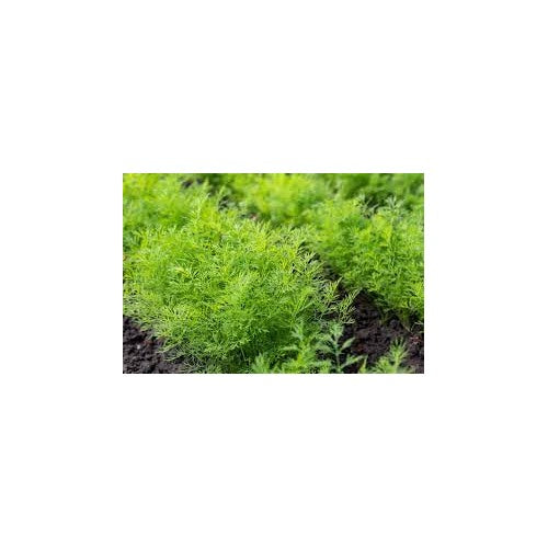 Heirloom Non-GMO Anethum Graveolens Seeds [neera-v5-58df26014fd9f8254154]