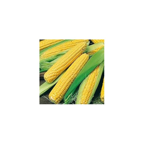Sweet Corn Golden Bantam Seeds [neera-v5-58f2a0ad264a1c931fe7]