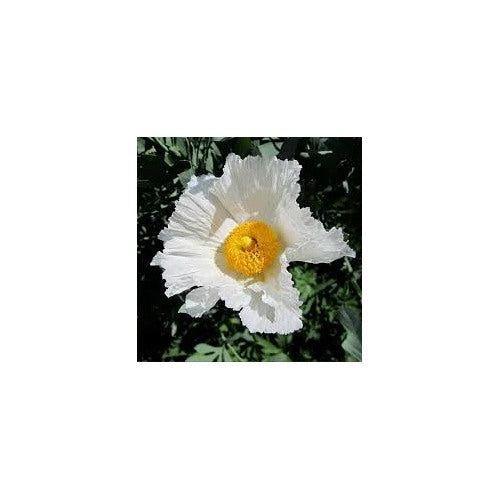 Romneya Coulteri Matilija Poppy Flower Seeds [neera-v5-58f6b90c66ad98647396]