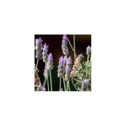 French Lavender Seeds for Planting [neera-v5-58f981bfe9a3d4218ca5]