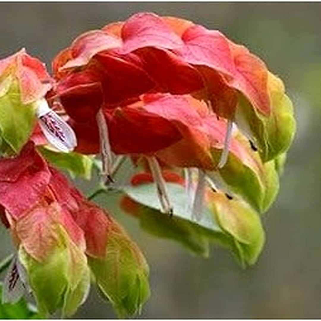 Organic Pachystachys Lutea Seeds Orange Green for Planting [neera-v5-58f99bb787ca492a7c46]