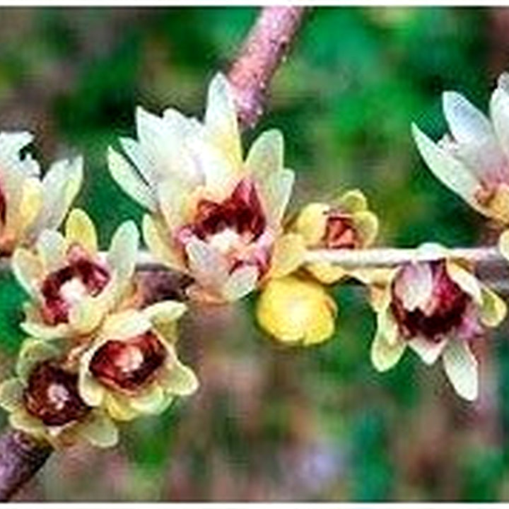 Heirloom Chimonanthus Praecox Flower Seeds Non-GMO for Garden Planting Winter Fragrant Blooms [neera-v5-58fc060a287047143a78]
