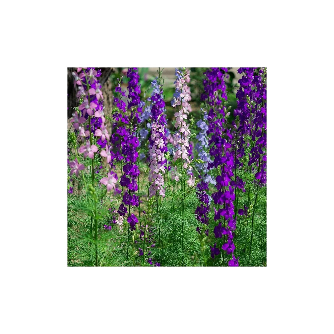 Rocket Delphinium Delphinium Elatum Flower For Planting In Backyard Gardens Flower Seeds for Home [neera-v5-58fc704a28d9d73a15b3]