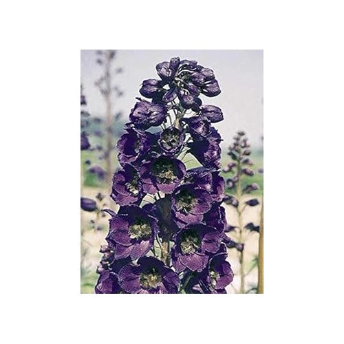 Heirloom Delphinium &