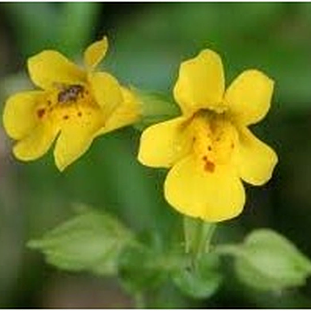 Heirloom Mimulus Guttatus Flower Seeds [neera-v5-590d8ae2ecc1e1ee4577]