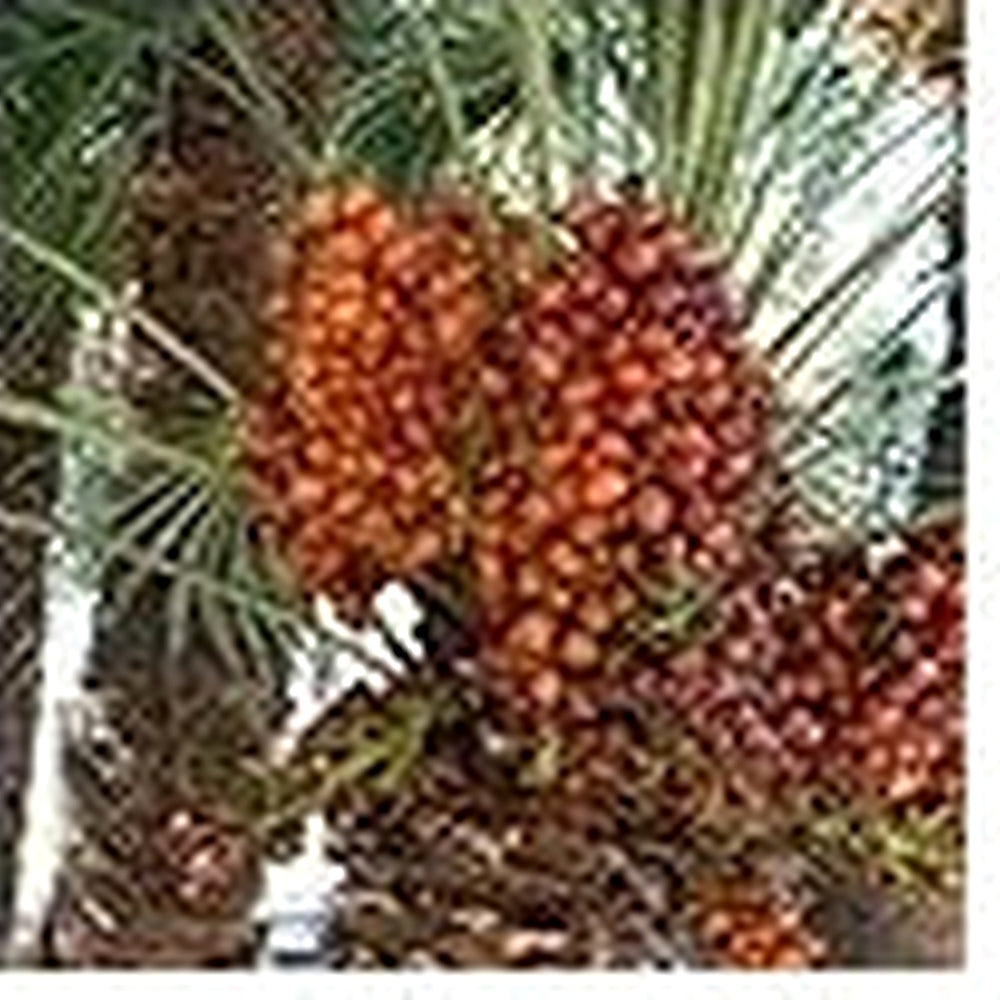 Medjool Date Palm Seeds for Planting [neera-v5-590da6117cb17ce7c672]