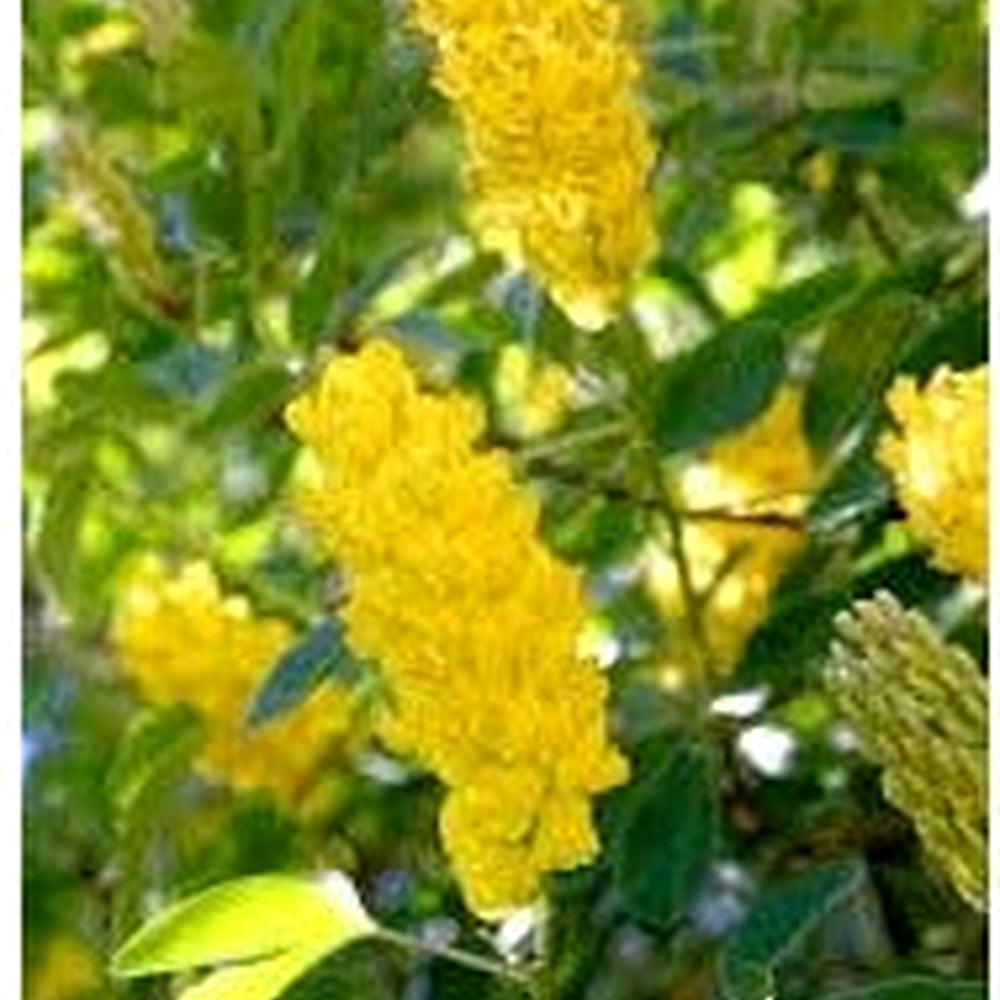 Heirloom Argyrocytisus Flower Seeds, Non-GMO Ornamental Shrub Blooms for Colorful Garden Planting [neera-v5-590fc87f40ce73e909e4]