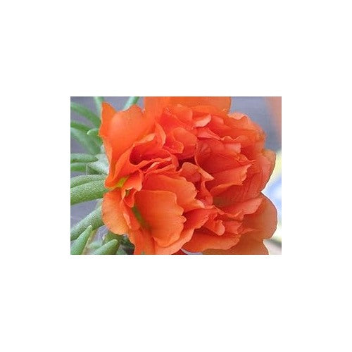 Orange Orange Stoppuhr Portulaca Moss Rose For Bright Blooms Flower Seeds for Home Garden Planting, [neera-v5-591ff152417bc65ae0f6]
