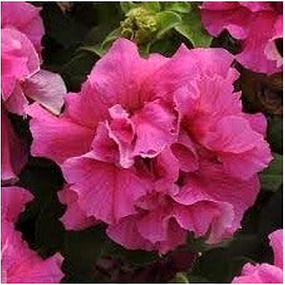 Pink Double Petunia Flower Seeds for Planting [neera-v5-592233e4775c5e2541b8]