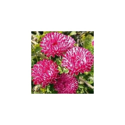 Dark Purple China Aster Seeds [neera-v5-592b1e225503bd7498cb]