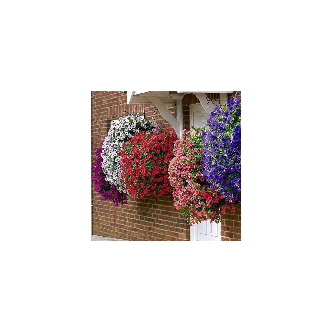 Petunia Melissa Perennial Flower For Home Garden Flower Seeds for Home Garden Planting, Lush [neera-v5-592c73fc864abc07111a]