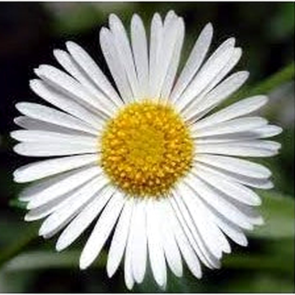 Erigeron Karvinskianus Seeds for Planting [neera-v5-59362c51c0fb5bd1d6eb]