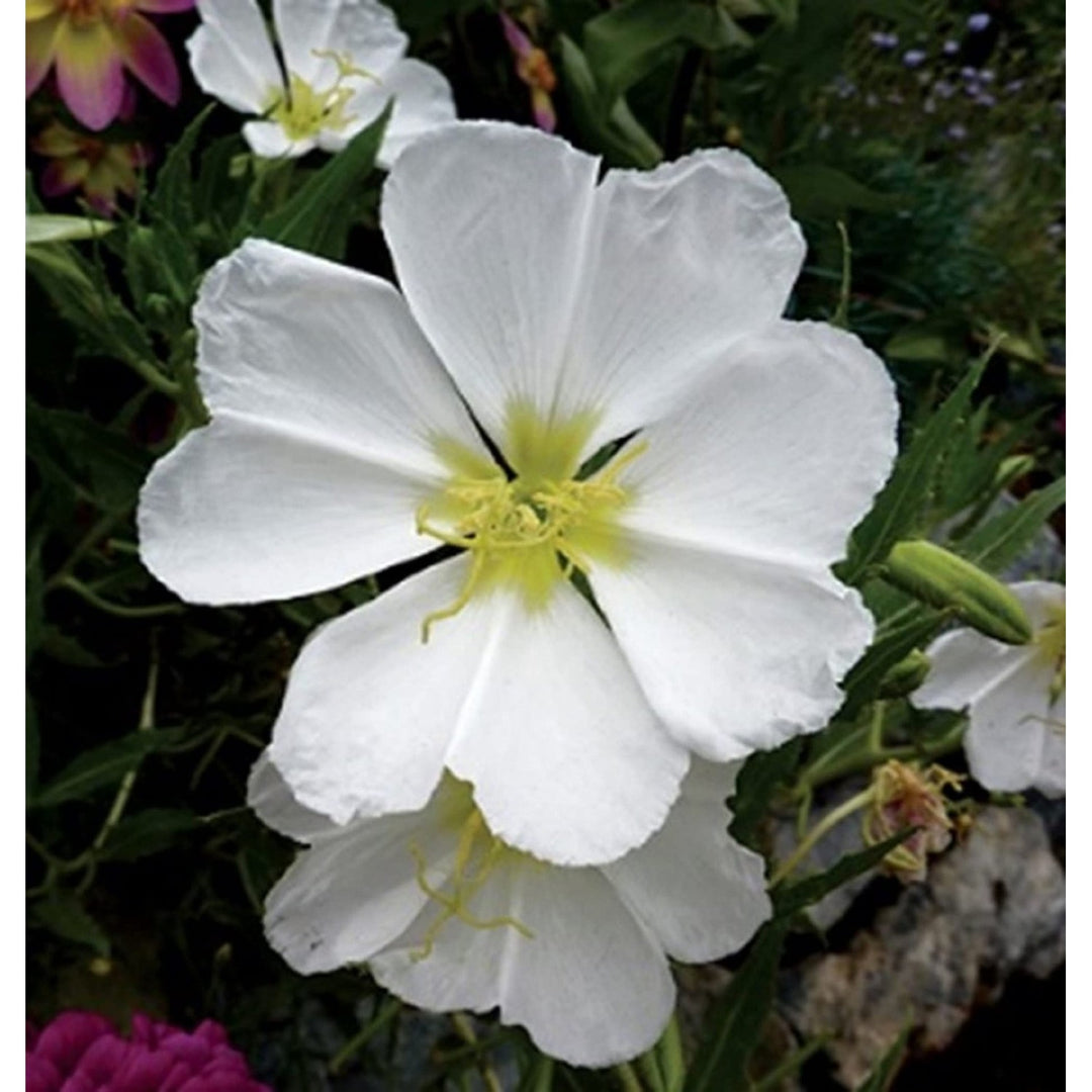 White Organic Oenothera Flower Planting Heirloom Non Gmo Flower Seeds Home Garden Planting, [neera-v5-59396753b93c034a6433]
