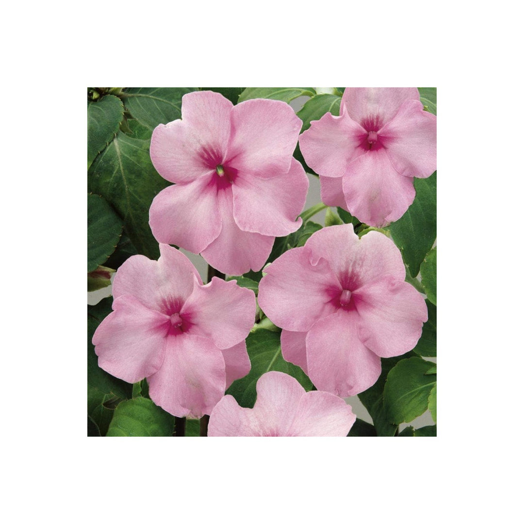 Pink Impatiens Flower For Planting Organic Heirloom Non Gmo Shade Garden Flower Seeds for Home [neera-v5-59397cfcad4ae247cfd0]