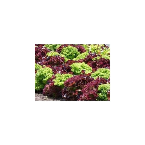 Lettuce Seeds for Planting [neera-v5-5942a8fb49612c7e887e]
