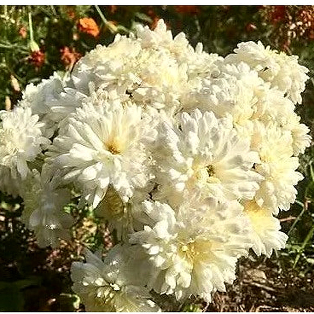 White Chrysanthemum Ground Cover Perennial Flower Seeds for Home Garden Planting, Fragrant Organic [neera-v5-5945d57b1b0226821e2f]
