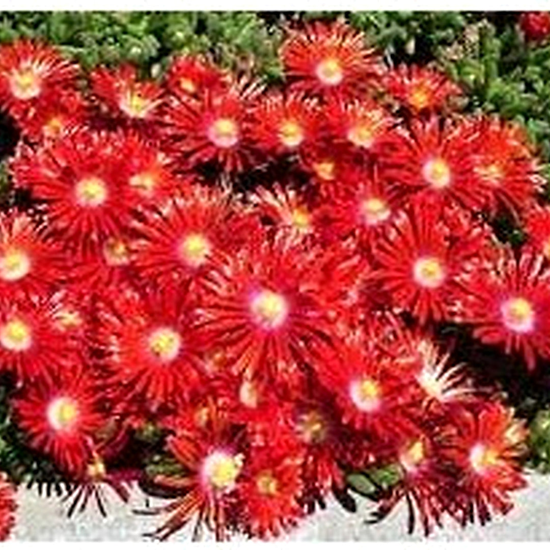 Heirloom Delosperma Carmine Flower Seeds, Non-GMO Bright Ice Plant Blooms for Rock Garden Planting [neera-v5-5949c795833a461303c6]