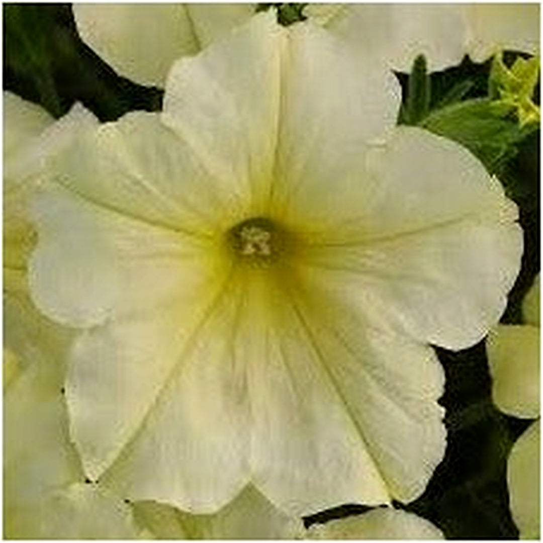 Petunia Flower Seeds for Planting [neera-v5-5951a5a11b48c803f9db]