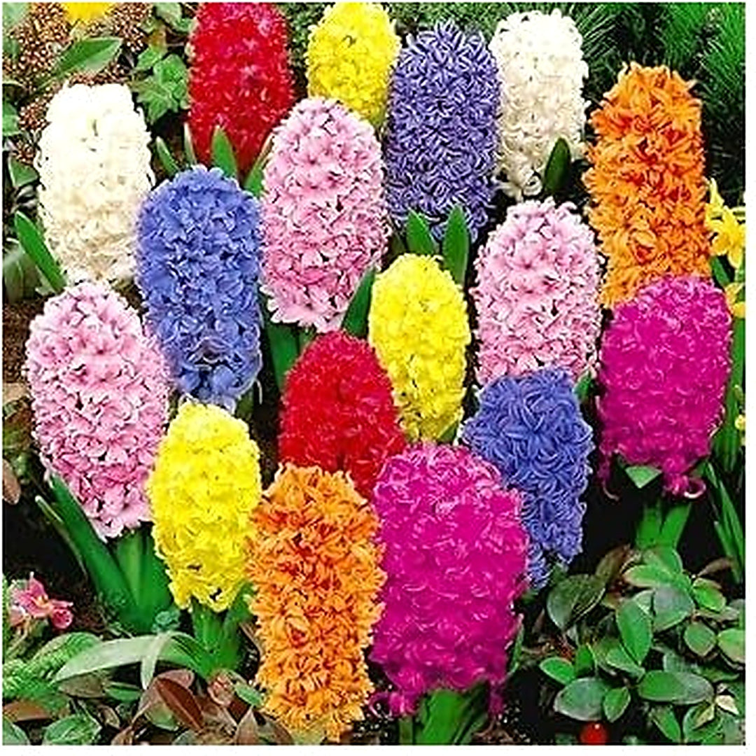 Hyacinthus Orientalis Flower Seeds for Planting [neera-v5-5955a03c3af941cad10d]