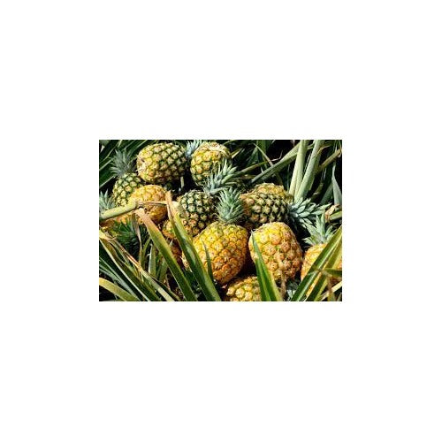 Orange-Green Pineapple Fruit Seeds [neera-v5-5955c911aae543300400]