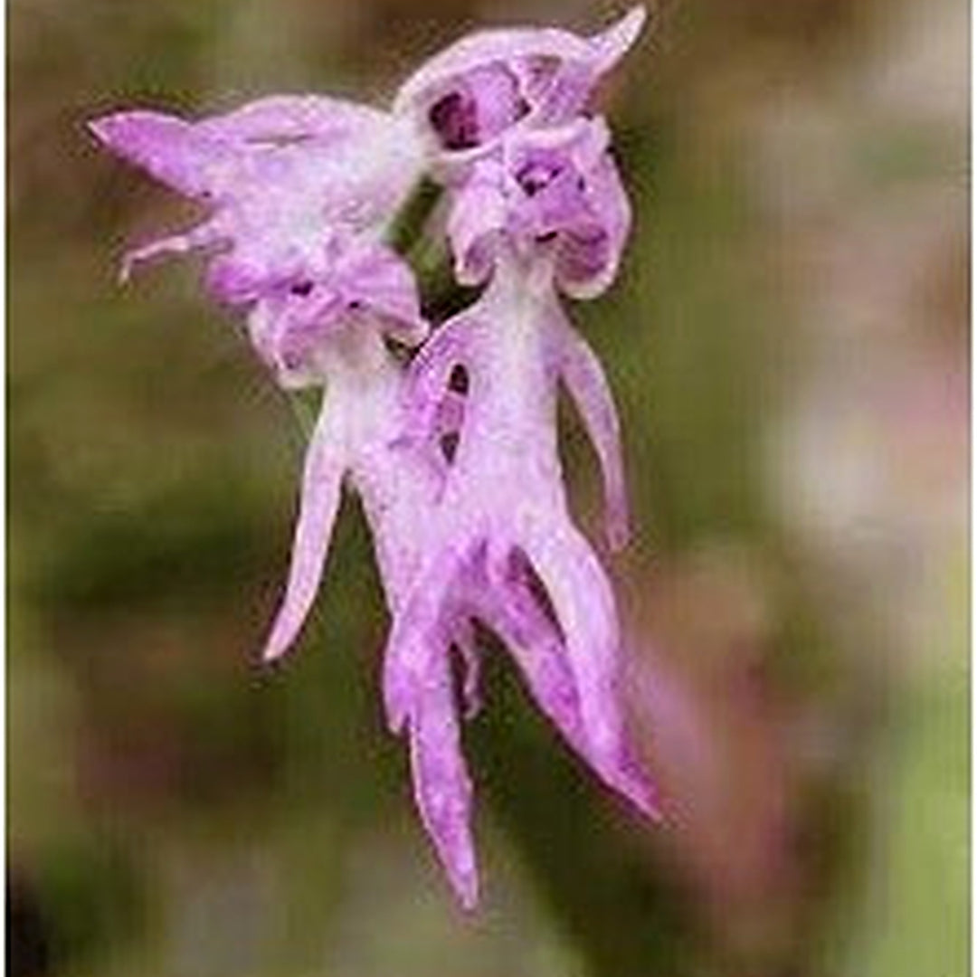 Exotic Plant Planting Flower Seeds Home Garden Planting, Landscape Organic Blooming [neera-v5-595eda62d84cade80ccf]