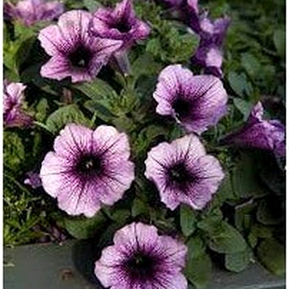 Violet Petunia Hanging Flower Seeds for Planting [neera-v5-59616fd3558206df352a]