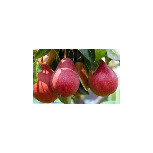 Red Bartlett Pears Fruit Seeds for Planting [neera-v5-59619a74b16989c2e893]