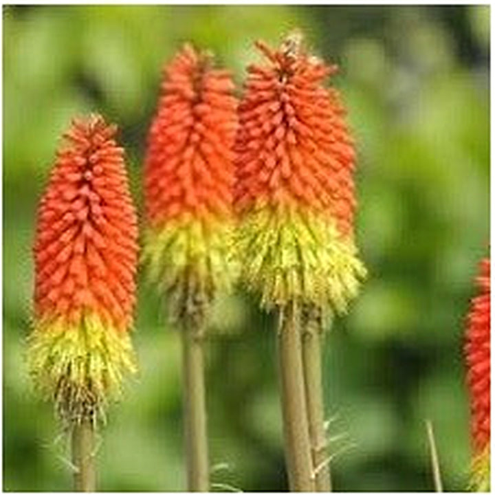 Fresh Caulescens Flower Seeds for Planting [neera-v5-596c4d502d057c2a6b7e]