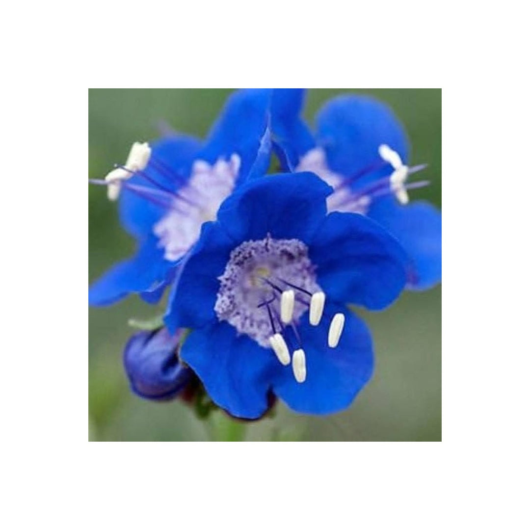 Bluebell Flower For Planting Fresh Non Gmo Flower Seeds for Home Garden Planting, Landscape Organic [neera-v5-59717592f9a86cb960db]
