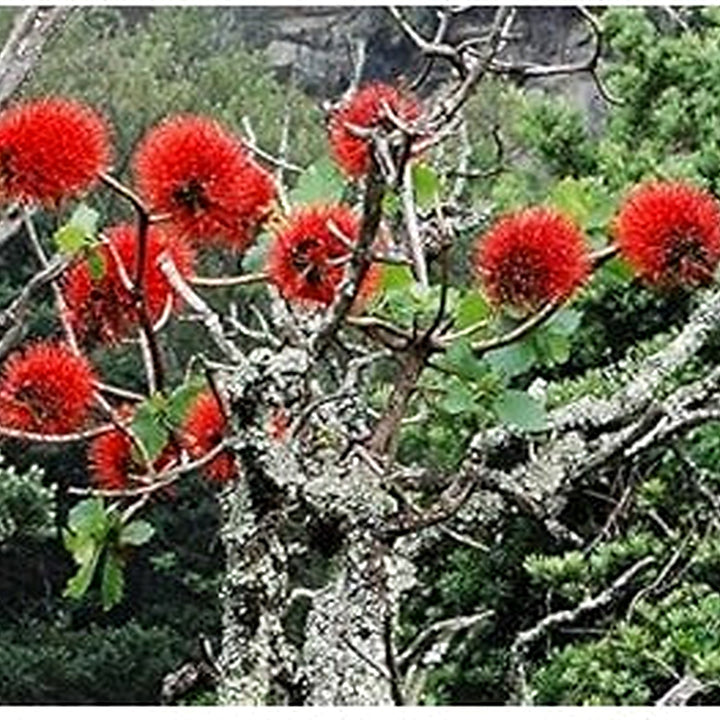 Red Greyia Sutherlandii Flower Seeds for Planting | Heirloom, Non-GMO, High Germination Organic Garden Seeds for Exotic Blooms [neera-v5-597175ecc9b8be204d9f]