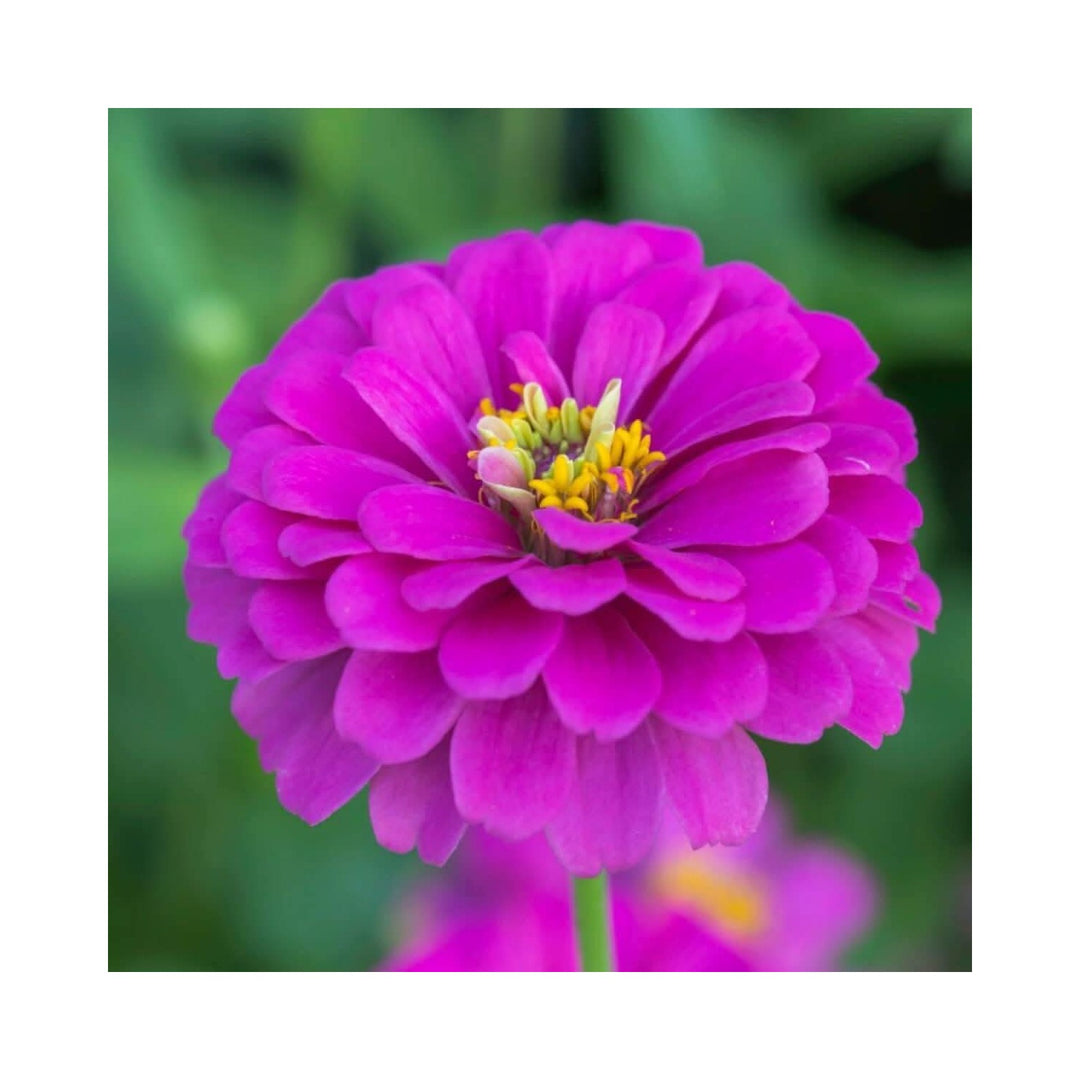 Violet Zinnia Flower For Planting Non Gmo Heirloom Colorful Garden Blooms Flower Seeds for Home [neera-v5-597fec3e2216514cb861]