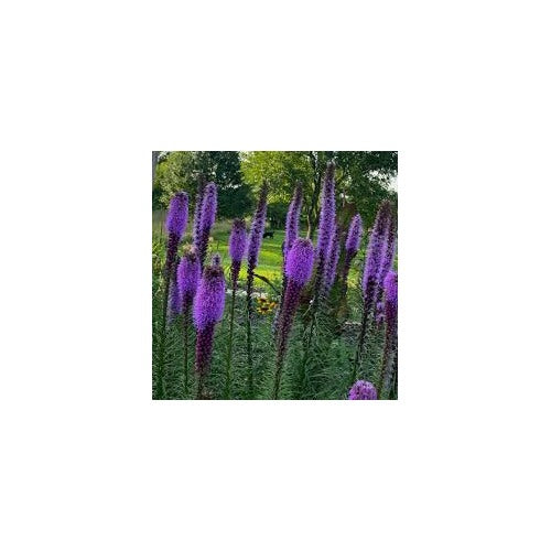 Lavender Liatris Flower Seeds for Planting [neera-v5-598a9acaa27e77ec508e]