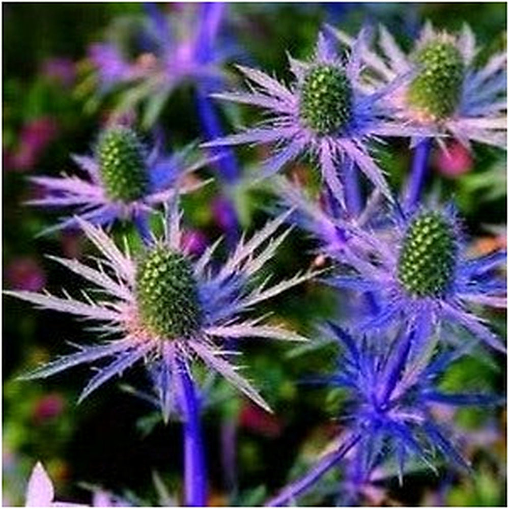 Heirloom Non-GMO Blue Eryngium Planum Flower Seeds [neera-v5-5992d013760075f3f968]