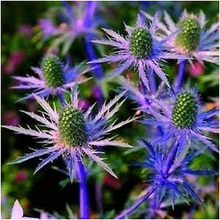 Heirloom Non-GMO Blue Eryngium Planum Flower Seeds [neera-v5-5992d013760075f3f968]