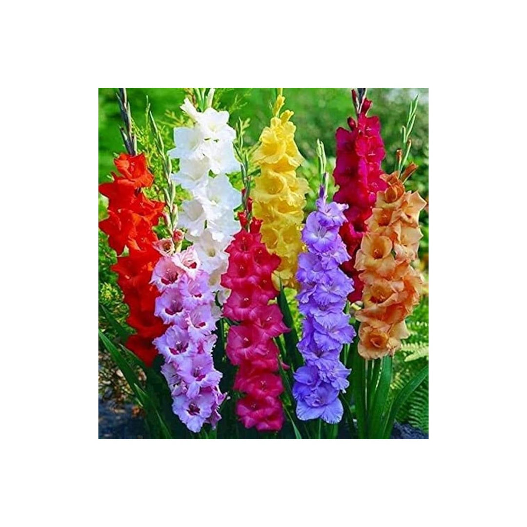 Different Perennial Gladiolus Plant Rare Sword Lily Flower Seeds for Home Garden Planting, [neera-v5-59937f88e2714e5f2d34]
