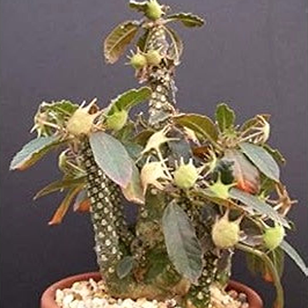 Green Dorstenia Foetida LAV Plant Seeds [neera-v5-59a32f09638afb9d82ac]