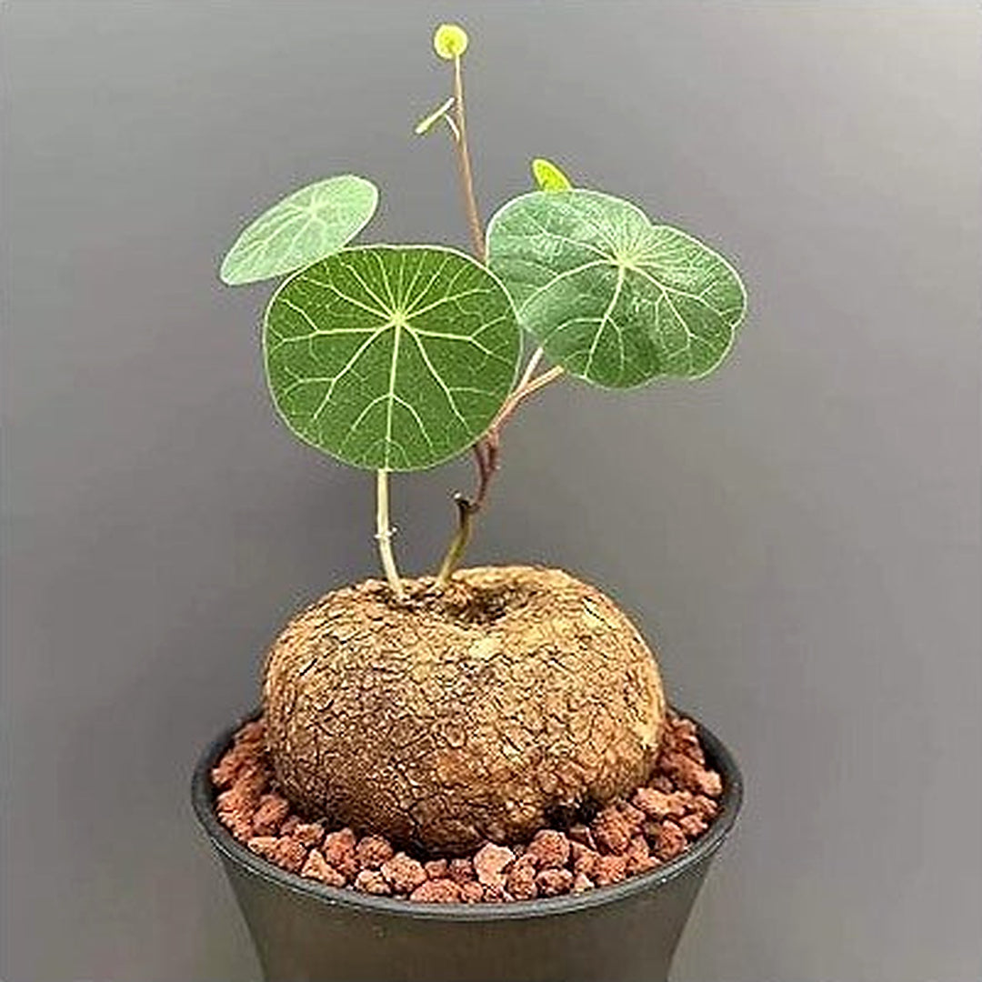Dioscorea Elephantipes Yam Seeds for Planting [neera-v5-59aadf761fb95b187b9f]