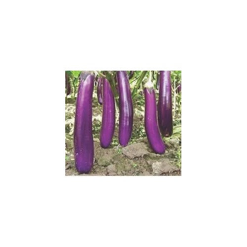 Eggplant Vegetable Seeds for Planting | Heirloom, Non-GMO, High Germination Organic Garden Seeds [neera-v5-59b53b4b5dfefb3bedfe]